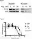 Fig. 11 - COMPOUNDS AND COMPOSITIONS THAT CAUSE MYCN AND/OR CMYC DEGRADATION AND METHODS OF USE THEREOF