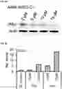 Fig. 13 - COMPOUNDS AND COMPOSITIONS THAT CAUSE MYCN AND/OR CMYC DEGRADATION AND METHODS OF USE THEREOF