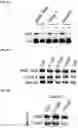 Fig. 38 - COMPOUNDS AND COMPOSITIONS THAT CAUSE MYCN AND/OR CMYC DEGRADATION AND METHODS OF USE THEREOF