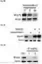 Fig. 52 - COMPOUNDS AND COMPOSITIONS THAT CAUSE MYCN AND/OR CMYC DEGRADATION AND METHODS OF USE THEREOF