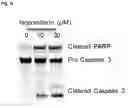 Fig. 56 - COMPOUNDS AND COMPOSITIONS THAT CAUSE MYCN AND/OR CMYC DEGRADATION AND METHODS OF USE THEREOF
