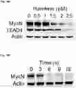 Fig. 60 - COMPOUNDS AND COMPOSITIONS THAT CAUSE MYCN AND/OR CMYC DEGRADATION AND METHODS OF USE THEREOF