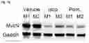 Fig. 63 - COMPOUNDS AND COMPOSITIONS THAT CAUSE MYCN AND/OR CMYC DEGRADATION AND METHODS OF USE THEREOF