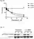 Fig. 65 - COMPOUNDS AND COMPOSITIONS THAT CAUSE MYCN AND/OR CMYC DEGRADATION AND METHODS OF USE THEREOF