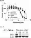 Fig. 76 - COMPOUNDS AND COMPOSITIONS THAT CAUSE MYCN AND/OR CMYC DEGRADATION AND METHODS OF USE THEREOF