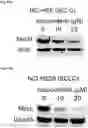 Fig. 77 - COMPOUNDS AND COMPOSITIONS THAT CAUSE MYCN AND/OR CMYC DEGRADATION AND METHODS OF USE THEREOF