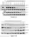Fig. 12 - BIVALENT BROMODOMAIN INHIBITORS AND USES THEREOF