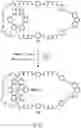 Fig. 31 - COMPOSITIONS OF MECHANICALLY INTERLOCKED, TOPOLOGICALLY COMPLEX CROSSLINKERS AND POLYMERS AND METHODS OF MAKING AND USING SAME