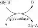 Fig. 07 - Synthesis of oligosaccharides