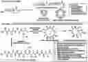 Fig. 01 - Synthetic cyclic peptides and methods of preparation and use thereof