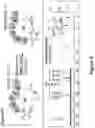 Fig. 04 - Synthetic cyclic peptides and methods of preparation and use thereof