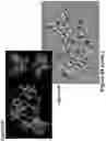 Fig. 119 - Synthetic cyclic peptides and methods of preparation and use thereof