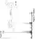 Fig. 85 - Synthetic cyclic peptides and methods of preparation and use thereof
