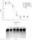 Fig. 07 - ARTIFICIAL RECOMBINANT PROTEIN FOR IMPROVING PERFORMANCE OF ACTIVE PROTEIN OR POLYPEPTIDE AND USE THEREOF