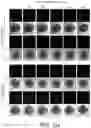 Fig. 19 - Polypeptides and compositions comprising the same