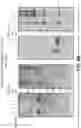 Fig. 11 - Antigen delivery platforms