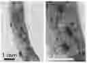 Fig. 01 - UNIQUE APHID POLYPEPTIDES FOR USE IN MODIFYING CELLS