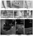 Fig. 02 - UNIQUE APHID POLYPEPTIDES FOR USE IN MODIFYING CELLS