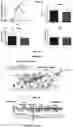 Fig. 03 - METHODS AND COMPOSITIONS FOR RAPIDLY REPLACING CARDIAC MYOSIN BINDING PROTEIN-C IN SARCOMERES