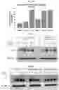 Fig. 04 - PAR4 DERIVED PEPTIDES, ANALOGS AND USES THEREOF