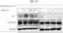 Fig. 07 - PAR4 DERIVED PEPTIDES, ANALOGS AND USES THEREOF