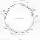 Fig. 09 - Recombinant adeno associated virus encoding clarin-1 and uses thereof
