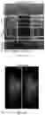 Fig. 28 - Recombinant adeno associated virus encoding clarin-1 and uses thereof