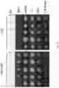 Fig. 04 - Activation of Antigen Presenting Cells and Methods for Using the Same