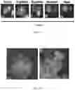 Fig. 05 - Activation of Antigen Presenting Cells and Methods for Using the Same