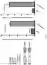 Fig. 06 - Activation of Antigen Presenting Cells and Methods for Using the Same