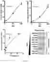 Fig. 09 - Activation of Antigen Presenting Cells and Methods for Using the Same