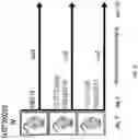 Fig. 14 - Activation of Antigen Presenting Cells and Methods for Using the Same
