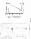 Fig. 23 - Activation of Antigen Presenting Cells and Methods for Using the Same