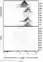 Fig. 34 - Activation of Antigen Presenting Cells and Methods for Using the Same