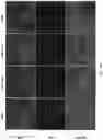 Fig. 43 - Activation of Antigen Presenting Cells and Methods for Using the Same