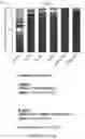 Fig. 27 - TCR AND PEPTIDES