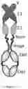 Fig. 02 - RAGE fusion proteins with improved stability and ligand binding affinity and uses thereof