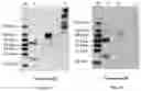 Fig. 08 - RAGE fusion proteins with improved stability and ligand binding affinity and uses thereof