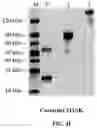 Fig. 11 - RAGE fusion proteins with improved stability and ligand binding affinity and uses thereof