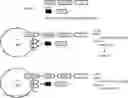 Fig. 01 - MULTIMERIC T-CELL MODULATORY POLYPEPTIDES AND METHODS OF USE THEREOF