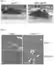 Fig. 12 - COMPOSITIONS AND METHODS FOR TREATING MUSCULAR DYSTROPHY AND RELATED DISORDERS