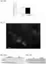 Fig. 14 - COMPOSITIONS AND METHODS FOR TREATING MUSCULAR DYSTROPHY AND RELATED DISORDERS
