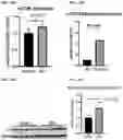 Fig. 15 - COMPOSITIONS AND METHODS FOR TREATING MUSCULAR DYSTROPHY AND RELATED DISORDERS