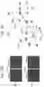 Fig. 45 - MODULATORS OF CELL SURFACE PROTEIN INTERACTIONS AND METHODS AND COMPOSITIONS RELATED TO SAME