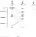 Fig. 07 - ALK7:ActRIIB heteromultimers and uses thereof