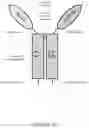 Fig. 09 - ALK7:ActRIIB heteromultimers and uses thereof