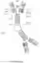 Fig. 17 - ALK7:ActRIIB heteromultimers and uses thereof