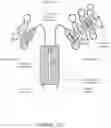 Fig. 24 - ALK7:ActRIIB heteromultimers and uses thereof