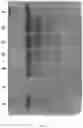 Fig. 03 - RECOMBINANT VECTOR, HOST CELL AND PROCESS FOR PRODUCTION OF HUMAN SERUM ALBUMIN