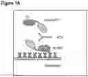 Fig. 02 - TECHNIQUES FOR PREDICTING, DETECTING AND REDUCING ASPECIFIC PROTEIN INTERFERENCE IN ASSAYS INVOLVING IMMUNOGLOBULIN SINGLE VARIABLE DOMAINS